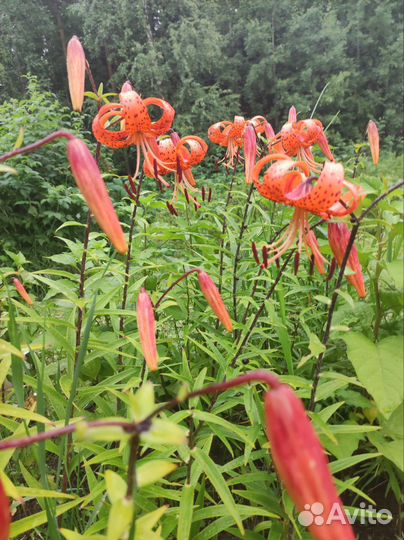 Дачные многолетники