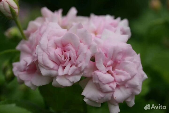 Пеларгония герань