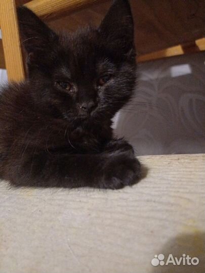 Британка в добрые руки