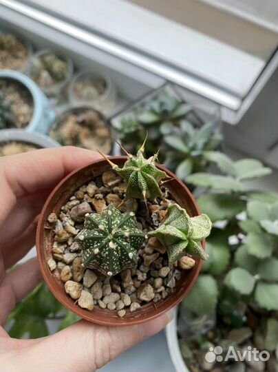 Кактусы и суккуленты в ракушке и без