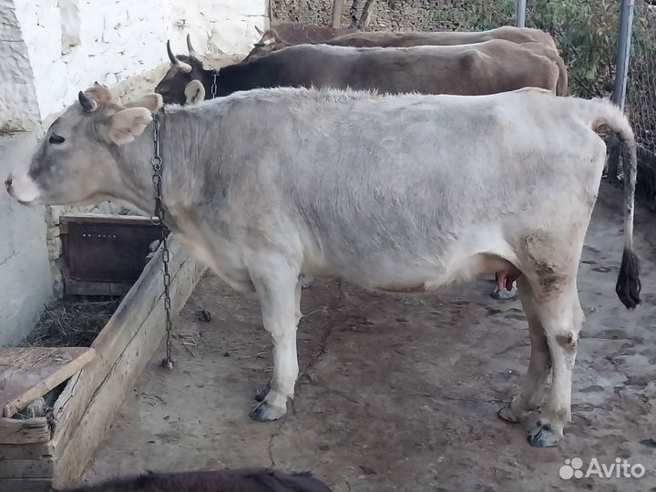 Коровы дойные молочные