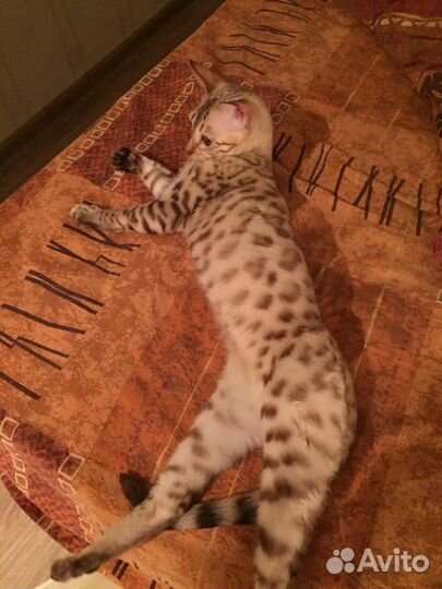 Вязка бенгал