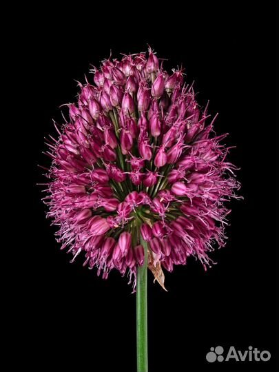 Гиппиаструм