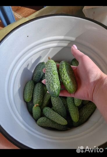 Огурцы свежие домашние