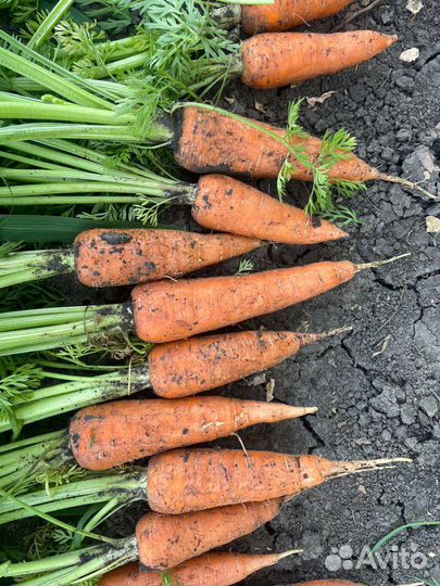 Морковь оптом