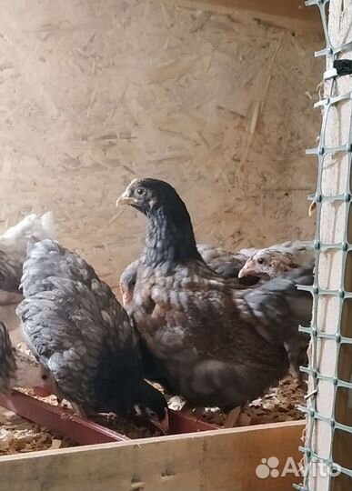 Цыплята Барневельдер