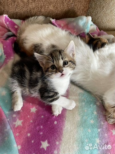 Котята в добрые руки приучены к лотку