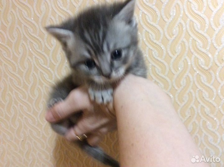 Британская кошка