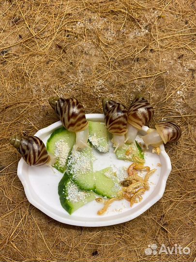 Улитки ахатины