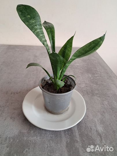 Сансевиерия