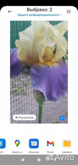 Сортовые германские ирисы