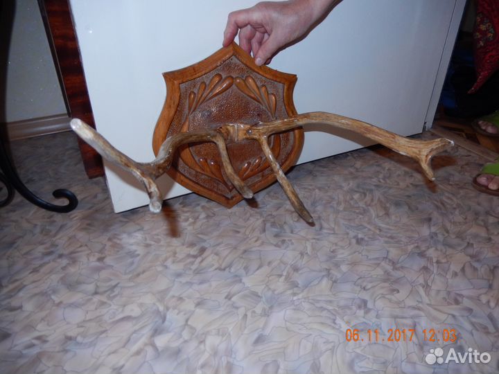 Продам рога оленя