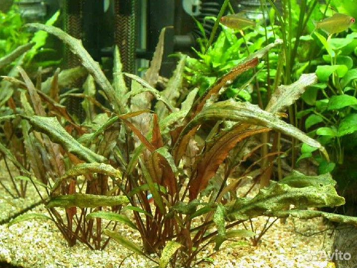 Аквариумные растения, Креветки, Рыбки