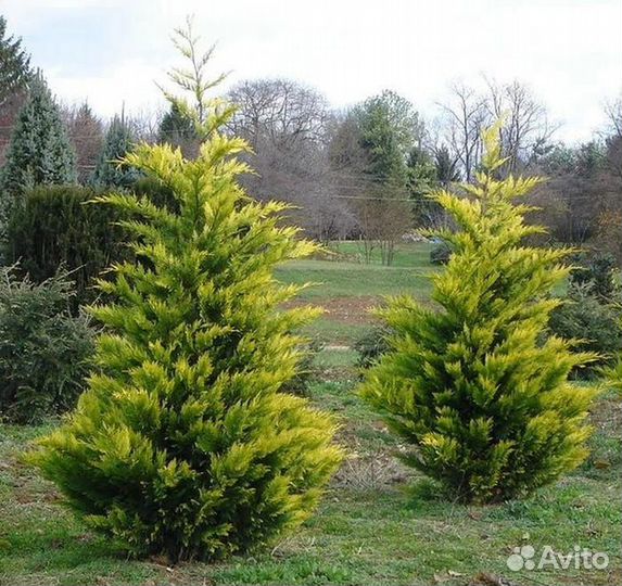 Кипарисовик Голд Райдер саженцы