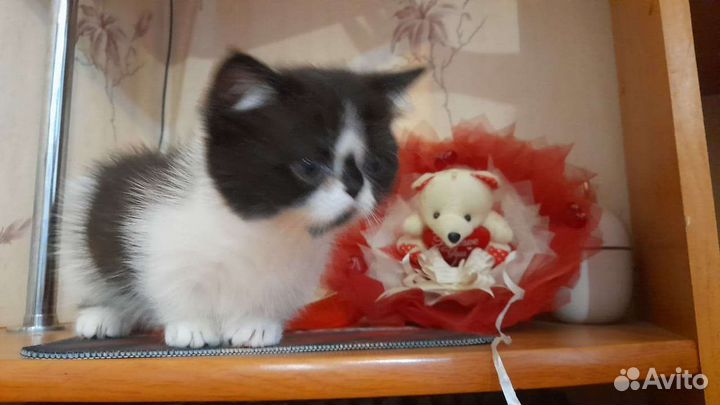 Котята манчкин