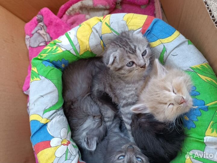 Котята в добрые руки