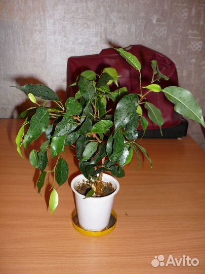 Комнатные цветы