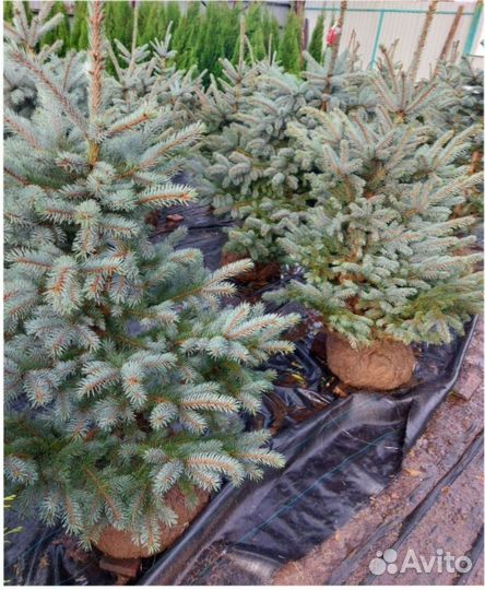 Ель голубая кедр Саженец Сосны горной туя можжевел