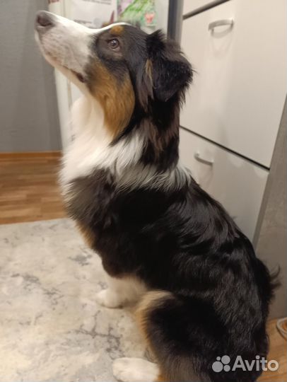 Аусси подросток девочка