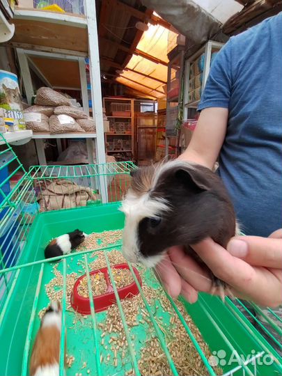 Морская свинка