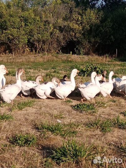 Холмогорские гуси