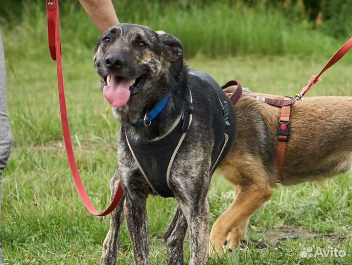 Очень душевный пёс мечтает о доме