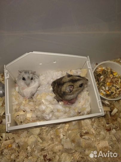 Джунгарские малыши