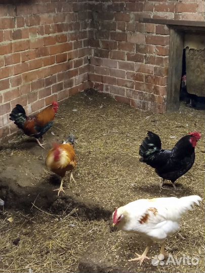 Петухи, яйцо,декоративные корочки