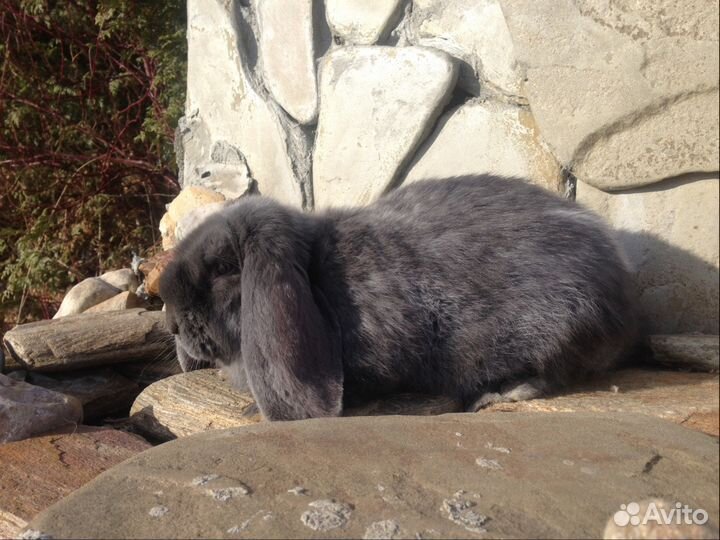 Крольчата породы фр баран