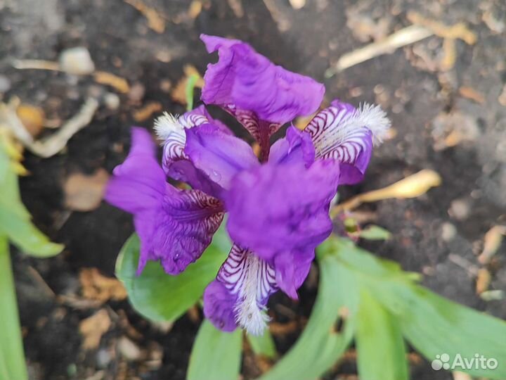 Ирисы бородатые