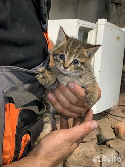 Котятки в добрые руки
