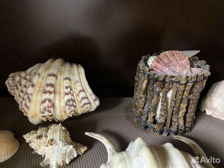 Морские ракушки