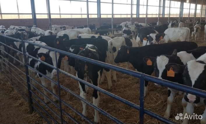 Телята бычки