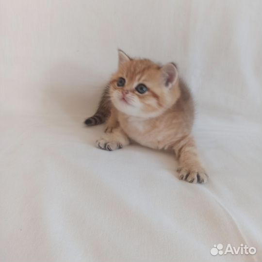 Шотландский котик