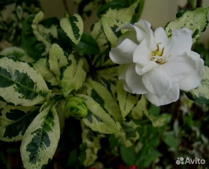Гардения вариегатная августа
