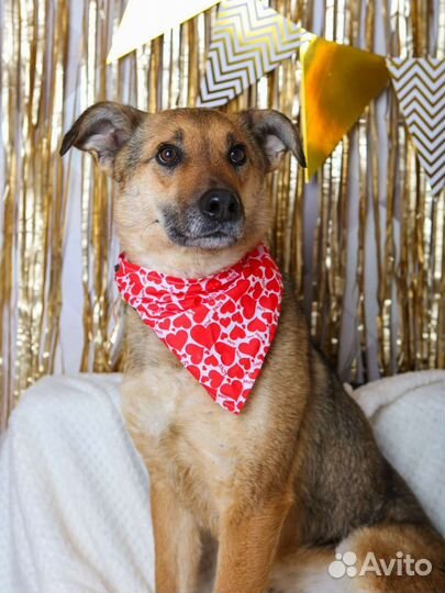 Собаку вернули в приют после 3 лет дома