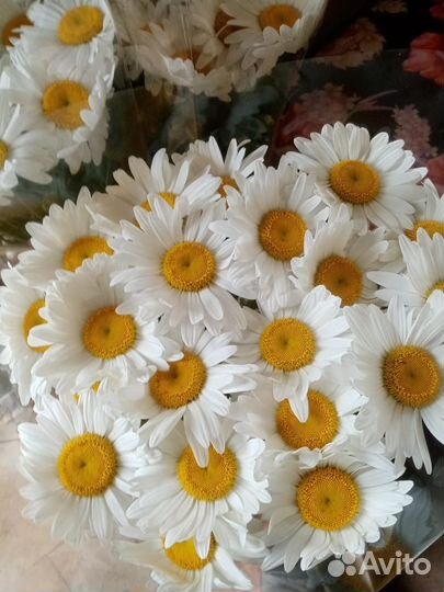 Рассада многолетних цветов