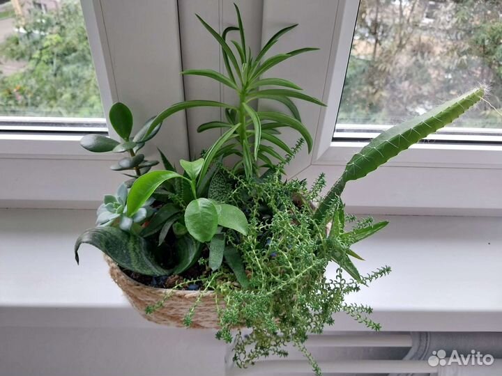 Минисадики