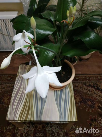 Амазонская лилия цветущая Эухарис