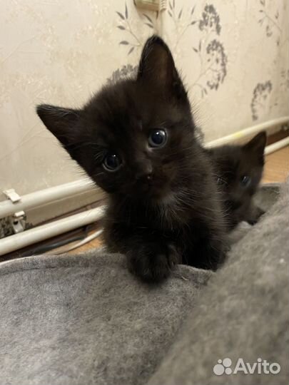 Котята бесплатно
