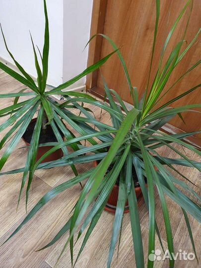 Пальма драцена