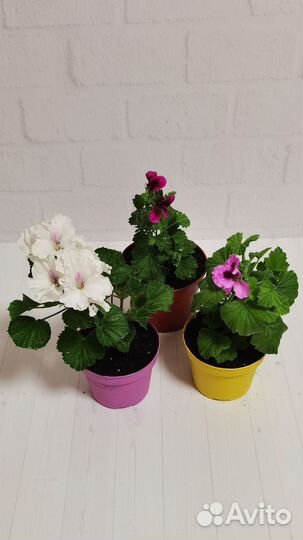 Королевская пеларгония, герань