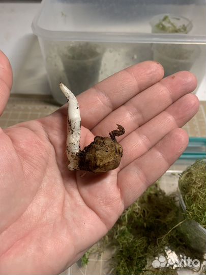 Алоказия Одора. Клубень