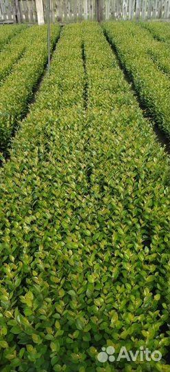 Сеянцы кизильника