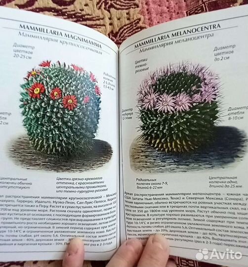 Справочник,кактусы