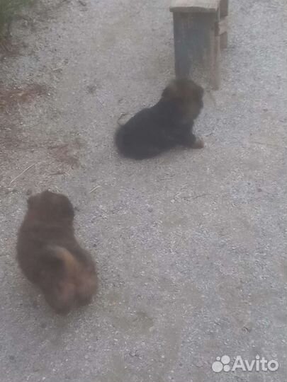 Отдам в добрые руки три девочки