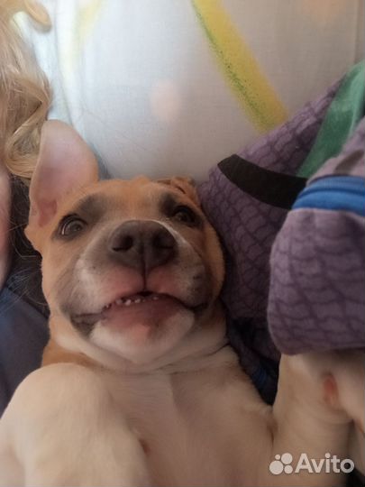 Амстафф щенки