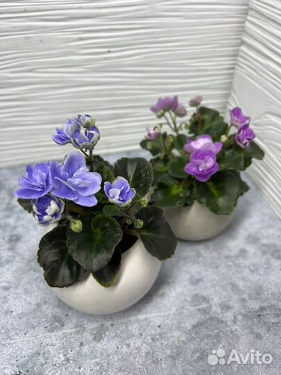 Детки и пасынки стандартных и миниатюрных Фиалок