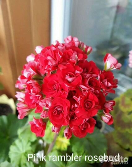 Пеларгония герань