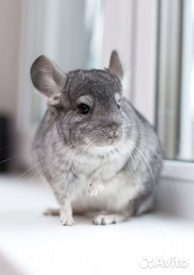 Шиншилла мальчик